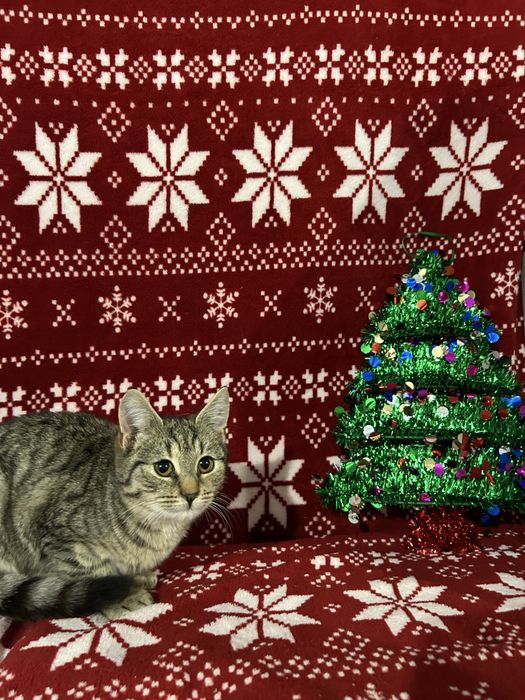 Piekne mlode kotki szukaja domu