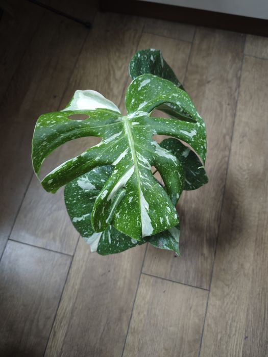 Monstera variegata/ thai constellation