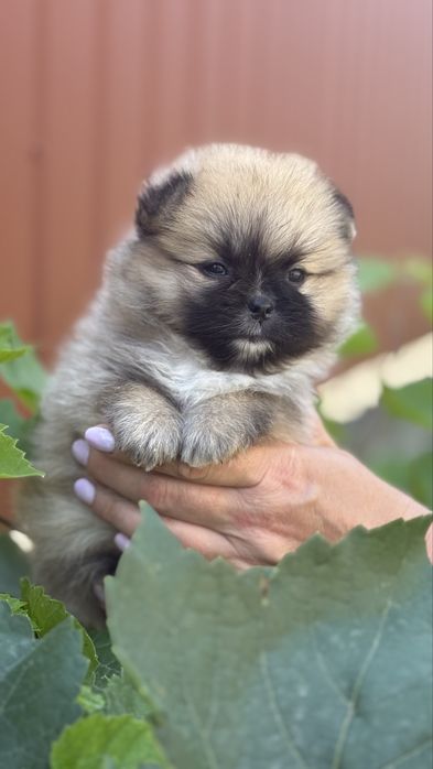 Рудий померанчик