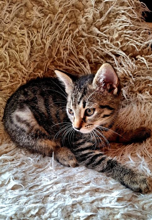 Kotki i kocurki 8-12 tygodni,zaszczepione, adopcja.