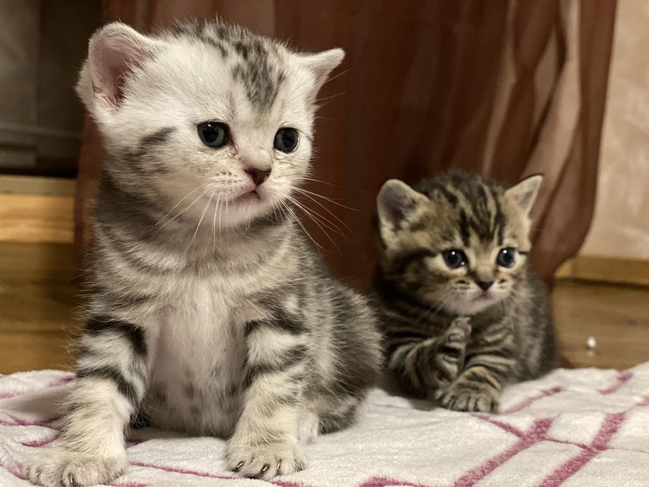 В'язка шотландського котика