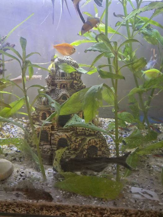 Oddam suma rekiniego
