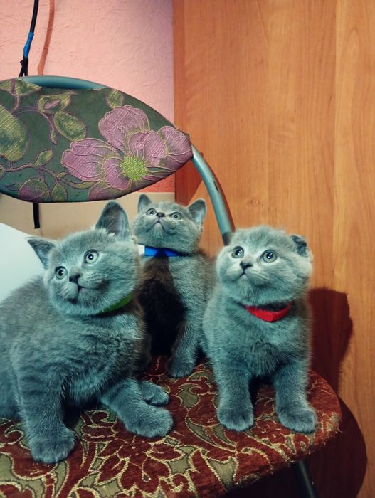 Кошенята британські