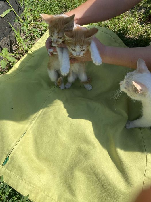 Котята бесплатно