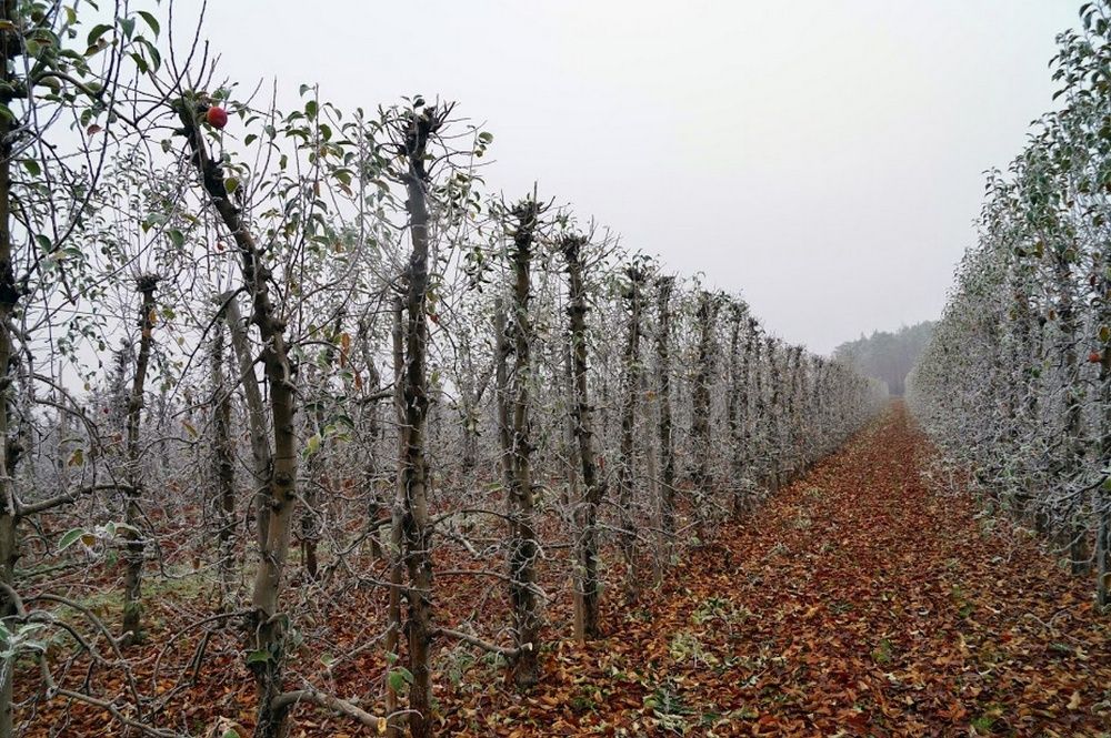 Piła konturowa Listwa tnąca do cięcia sadu FAMA cięcie mechaniczne sad