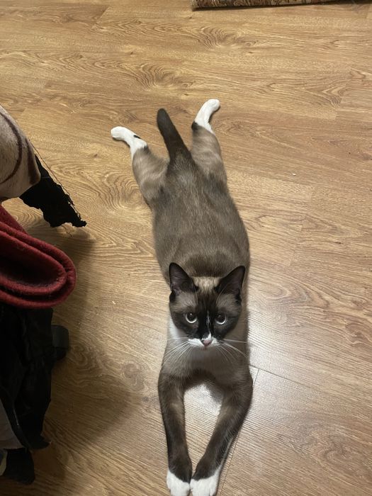 Сноу-шу. Кішка білоніжка, білі шкарпетки. Шукає кота вязку