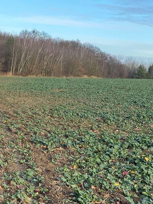 Продам пай 4 га Порозове, казковий краєвид, оточений лісом