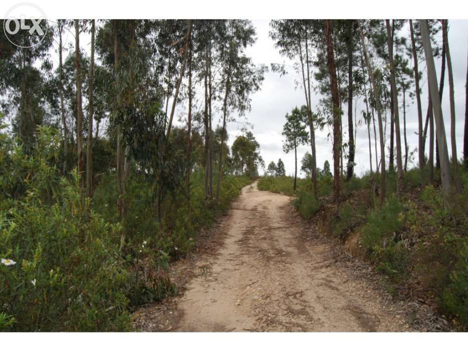Vendo 5600 m2 em Abrantes