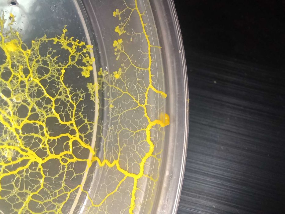 Physarum polycephalum, Badhamia polycephala - śluzowiec Day Walker