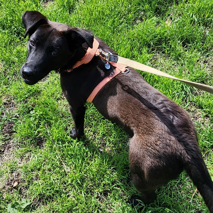 Метис лабрадора 10месяцев, девочка