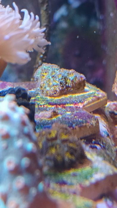 Koral LPS Leptastrea