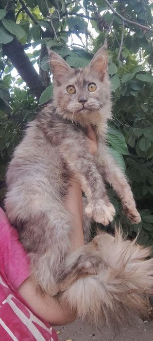 Не спеша в семью котенок