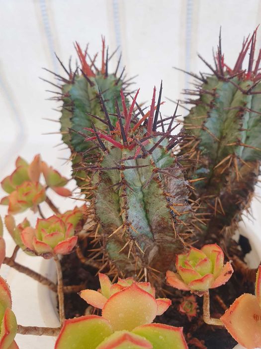 Plantas - Aeonium 'Kiwi & Euphorbia enopla