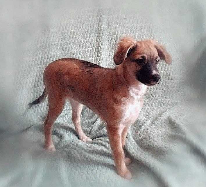 Срочно ищем любящих и ответственных хозяев!