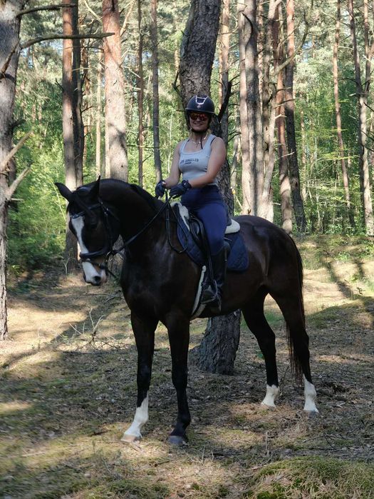 Wałach Wlkp skarogniady