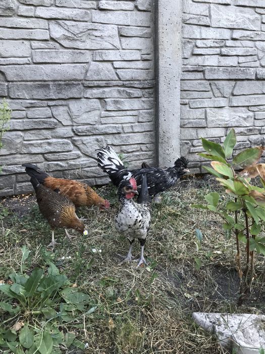 Продам карликових півників петухів бентамки