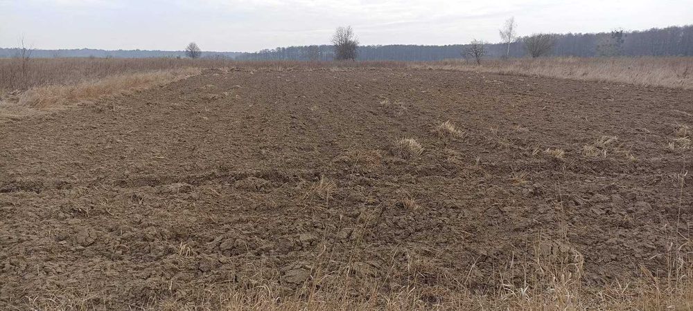 (5)  Продам земельну ділянку в Стрижавці 8916
