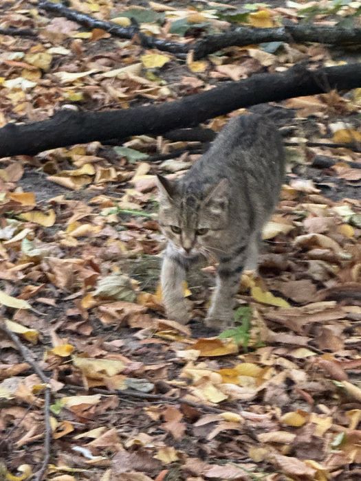 Котик безкоштовно у вашу родину