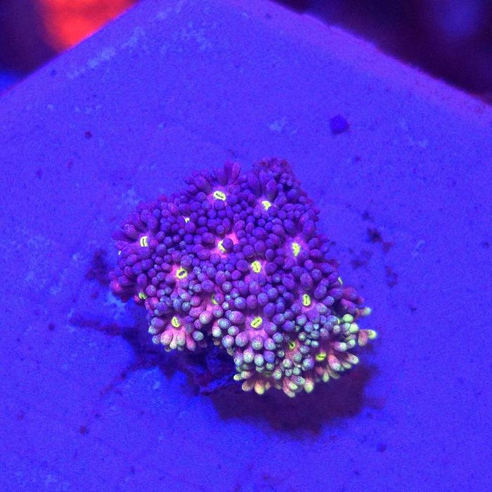 Goniopora Rainbow – FRAG - LPS - Kingdom of Corals