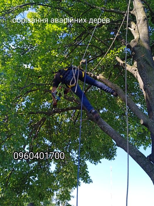 Обрізка валка дерев Зрізка аварійних  дерев будь- якої складності