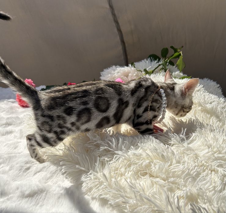 Przytulas kotka Silver Bengal