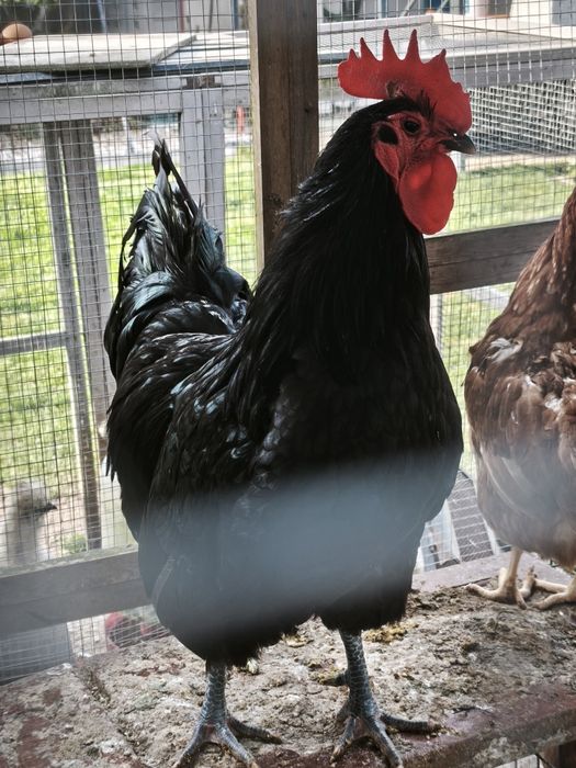 Galo australop 2 anos