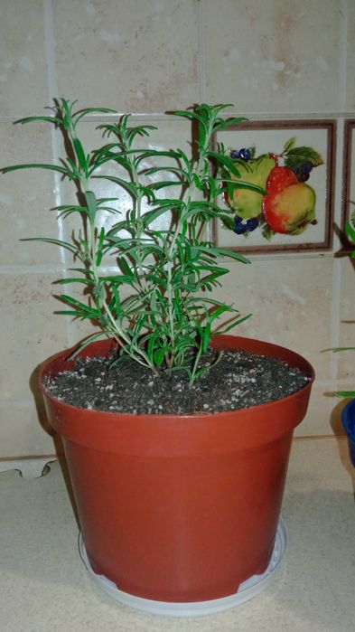 Розмарин лікарський