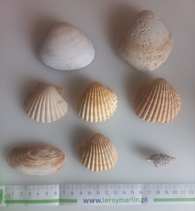 Conchas para aquário