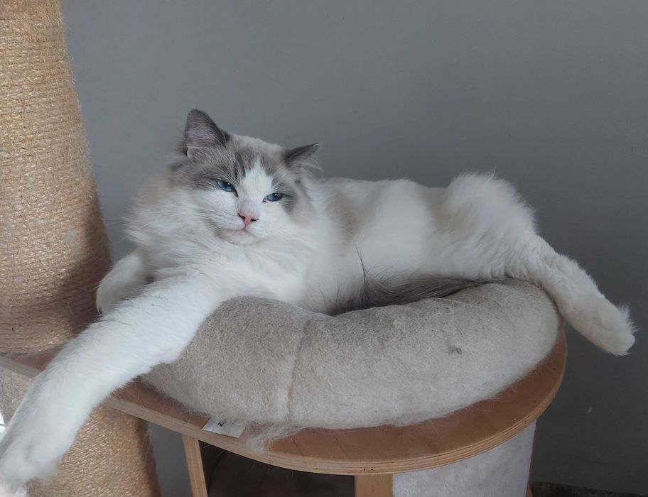 Nieustraszone Uosobienie Elegancji Ragdoll Seal Bicolour | PZF, WCF