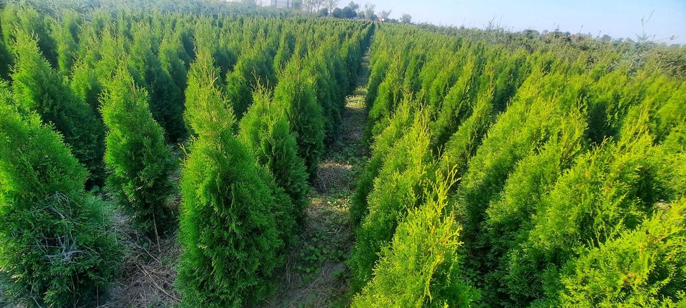 Tuja Szmaragd SUPER CENA 130cm bardzo duży wybór Iglaki Ocieszyn