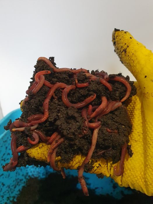 Dżdżownice kalifornijskie 200 szt