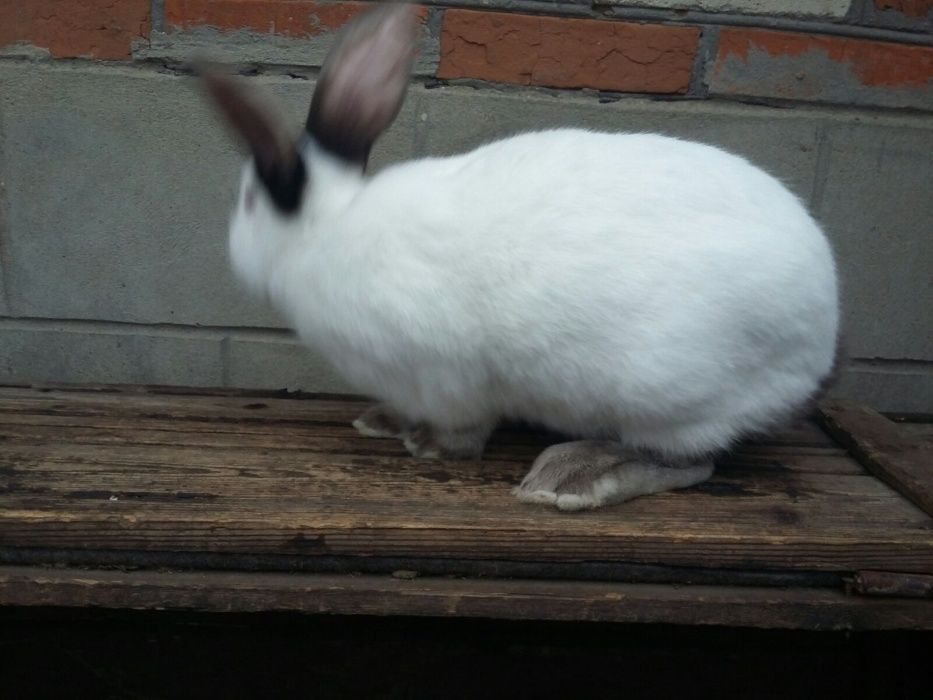 Кролі  термони, бургундська- продам