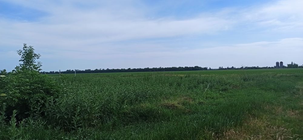 Продам большой участок плодородной земли с домом и хозпостройками.