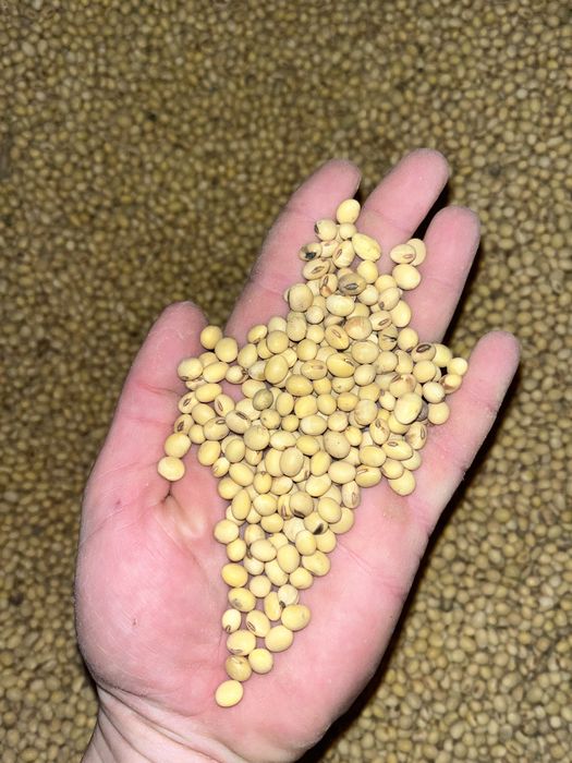 Соя Максимус та Аполло ГМО Посівматз