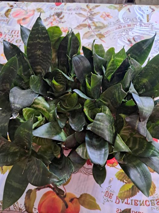 Квіти- Сенсевієрія