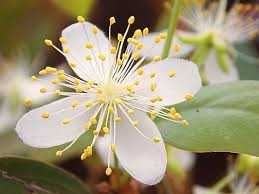 plantinhas de pitanga vermelhas e negras
