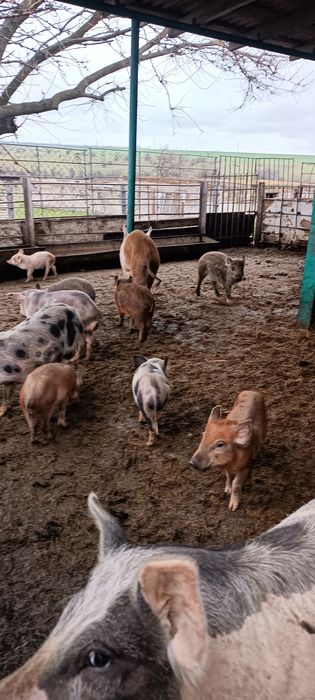 Продам поросят, недорого