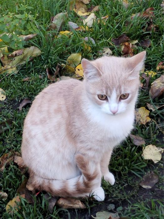 Ніжна дівчинка шукає родину