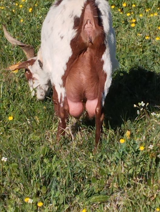 Vendo cabras algarvias