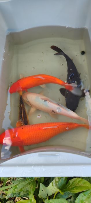 Peixes disponíveis