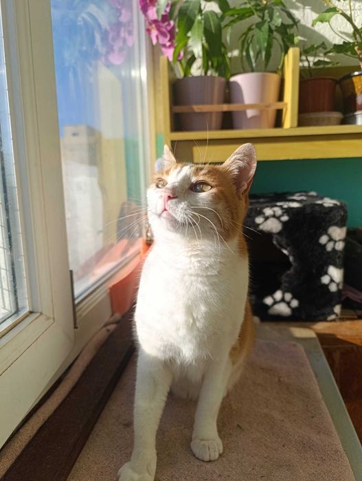 Рижуля, 4 роки, стерилізована, вакцинована, дуже ласкава