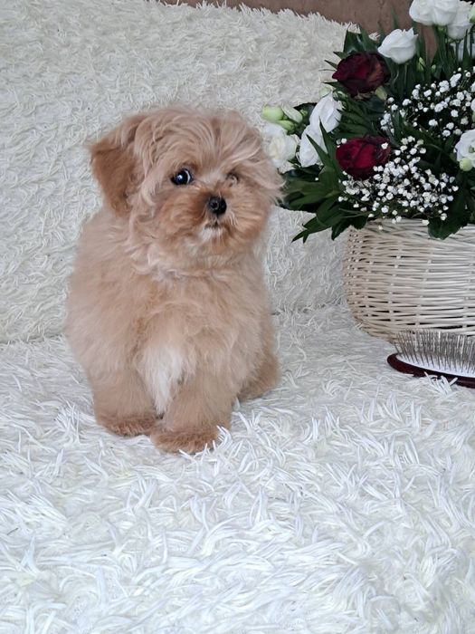 мальтіпу міні