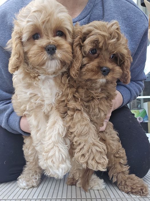 Cavapoo / chłopczyk