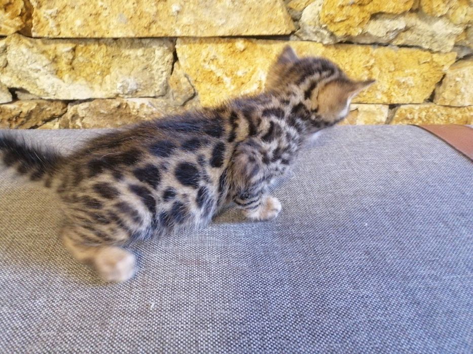Бенгальські кошенята, бенгальський котята