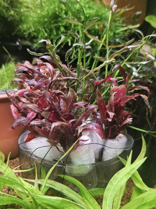 Planta para aquario Alternanthera reineckii