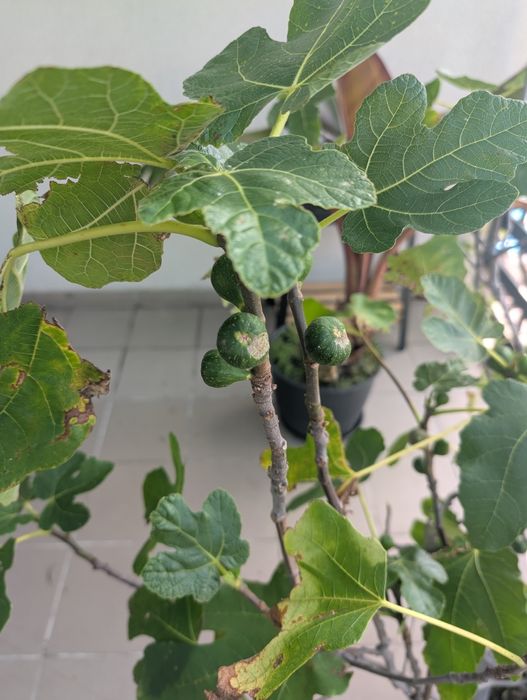 Drzewo Figi Owocujące