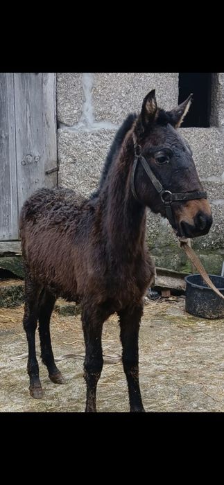 Vendo poldra PSL com 6meses