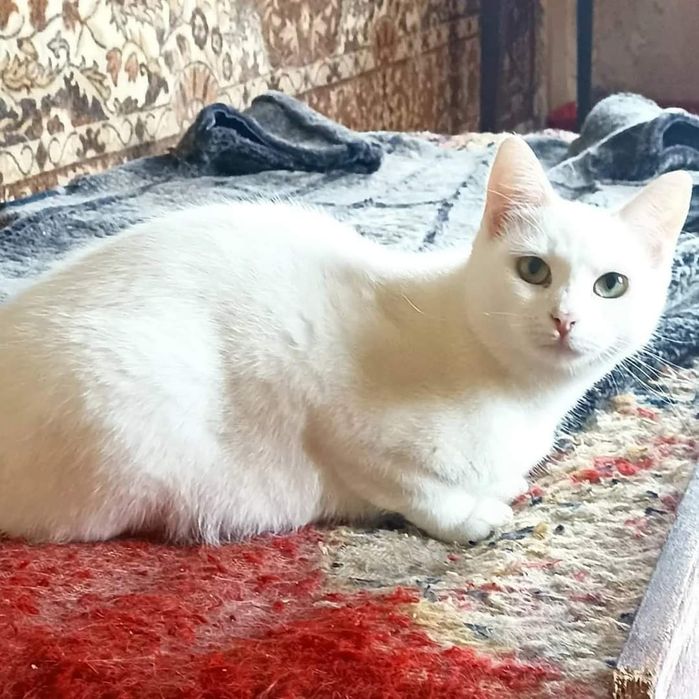 Отдам белую кошку, 8 месяцев,  стерилизована