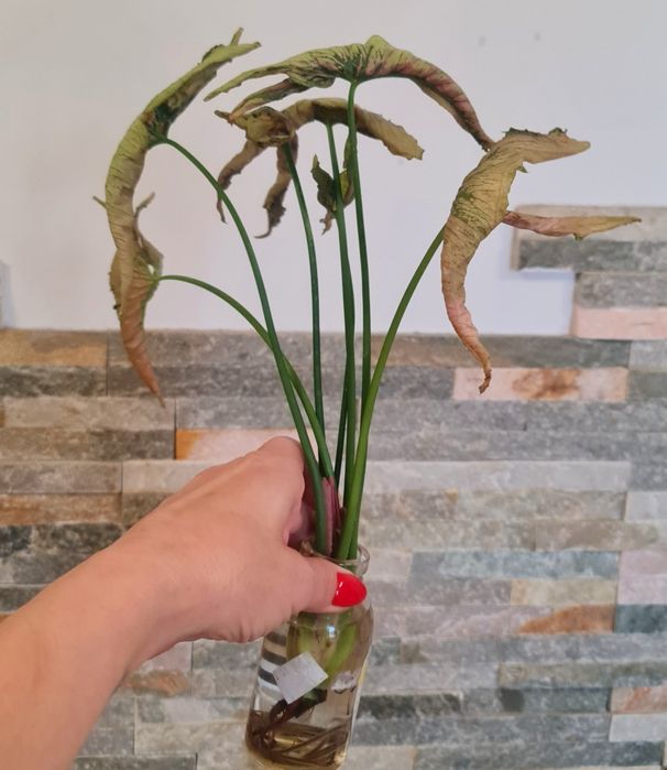 Syngonium Pink Rolli,30cm