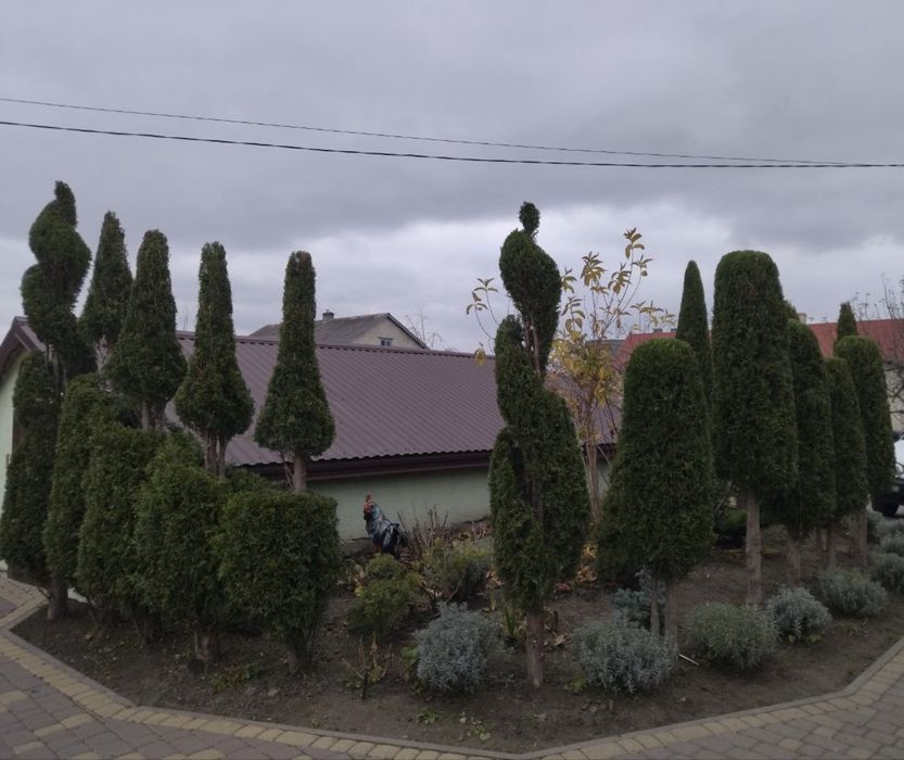 Декоративна стрижка рослин, обрізка туй, дерев. Роботи по газону